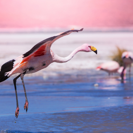 chile - flamingo_02