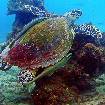 Mimpi Perhentian Skildpadde 02