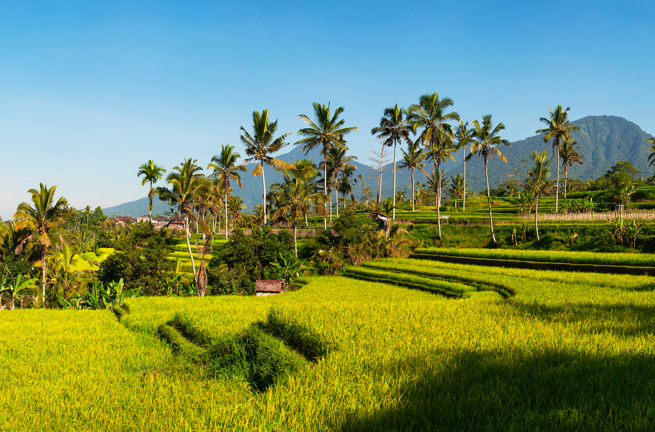 bali - ubud_rismark_41