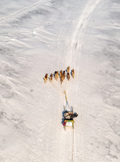 Uummannaq Slædehunde 02