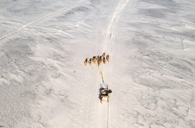 Uummannaq Slædehunde 02