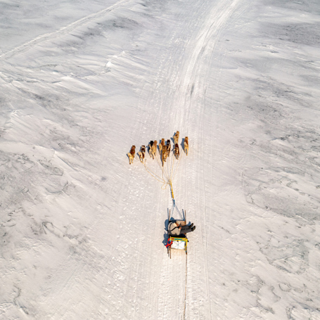 Uummannaq Slædehunde 02