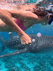 Hvalhaj Whale Shark Maldiverne