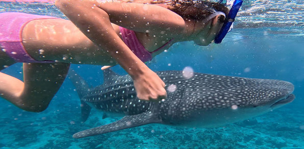 Hvalhaj Whale Shark Maldiverne