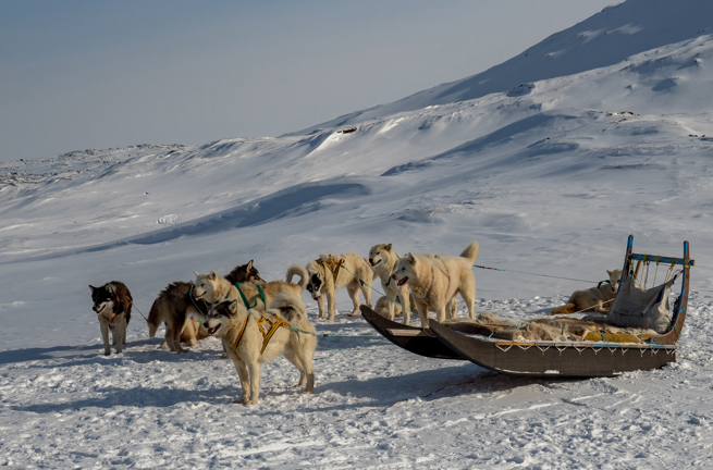 Hundeslæde_Ilulissat_01