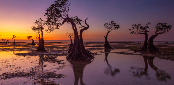 De dansende mangrovetræer på Walakiri-stranden