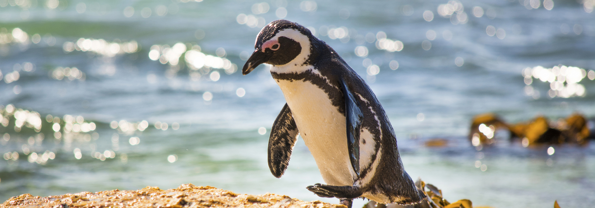 sydafrika - cape town_boulders beach_pingvin_11