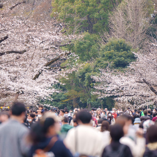 Ueno Park med kirsebærtræer i blomst