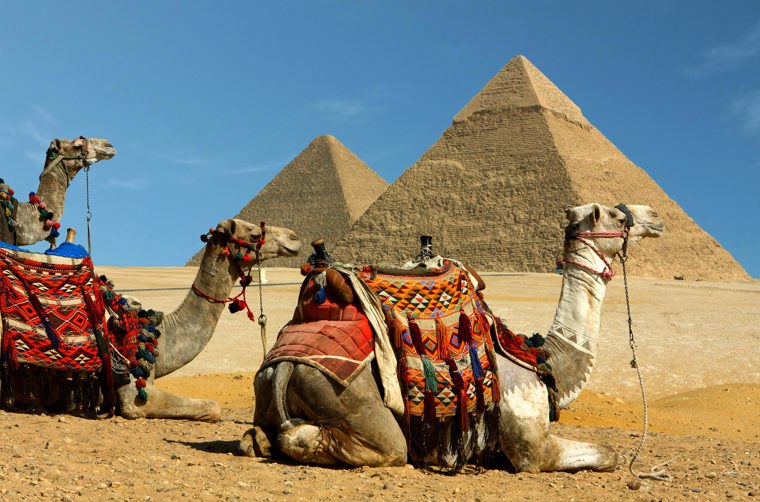 egypten - kameler pyramider