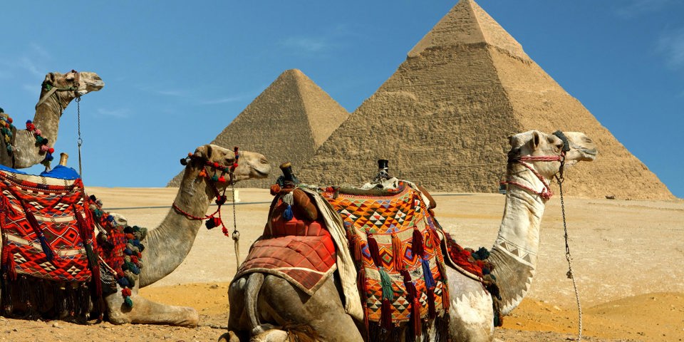 egypten - kameler pyramider