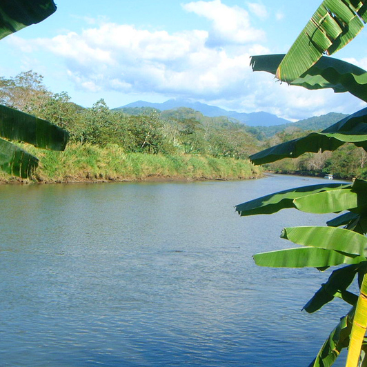 costa rica - rio grande tarcoles_alligator_02