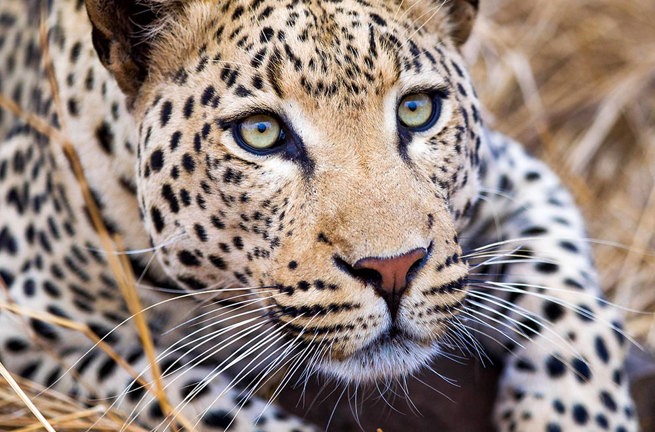 sydafrika - sydafrika_natur_leopard_02_HF