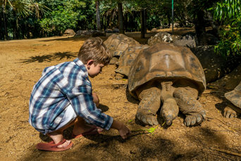 La Vanille Nature Park Skildpadde