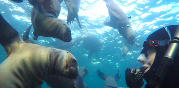 Puerto Madryn Snorkeling With Sealions
