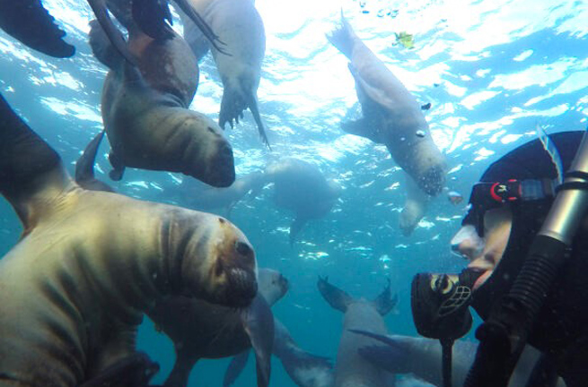 Puerto Madryn Snorkeling With Sealions