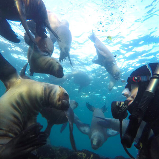 Puerto Madryn Snorkeling With Sealions