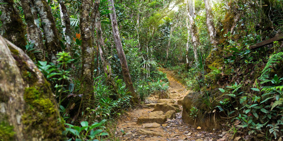 Borneo Kinabalu Park Jungle 01