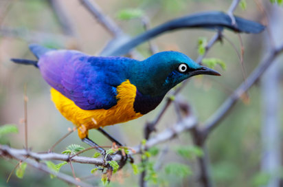 Kenya Samburu National Park Golden Breasted Starling