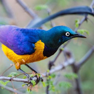 Kenya Samburu National Park Golden Breasted Starling