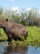 Esteros Del Iberá Capybara And Kaiman 1430418338