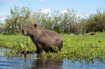 Esteros Del Iberá Capybara And Kaiman 1430418338