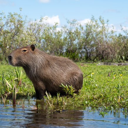 Esteros Del Iberá Capybara And Kaiman 1430418338