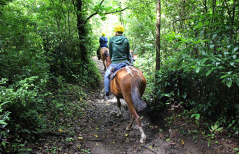 costa rica - Monteverde_Horse_03