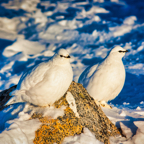 Greenland_arktiske fugle_01