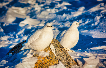 Greenland_arktiske fugle_01