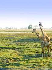 sydafrika - chobe nationalpark_giraf_02