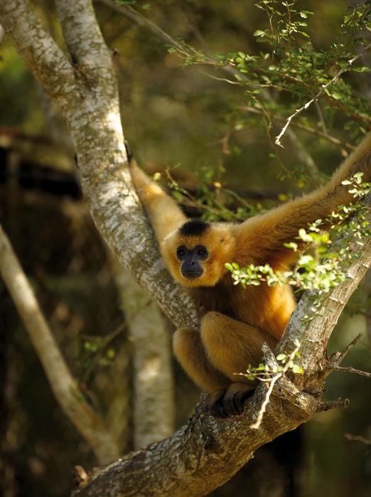 malaysia/borneo - borneo_gibbons abe_01_hf