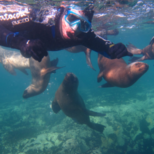 Puerto Madryn Snorkeling With Sealions 07