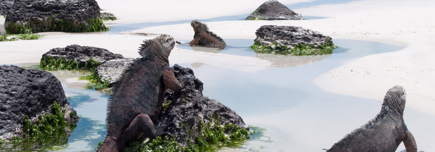 galapagos_iguana_01