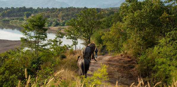 thailand - the bush camp_elefant_01