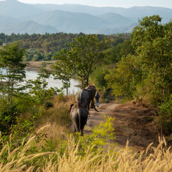 thailand - the bush camp_elefant_01