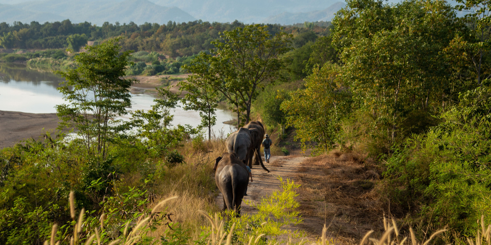 thailand - the bush camp_elefant_01