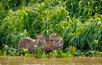 Pantanal Jaguarer