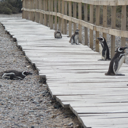 Puerto Madryn Punta Tombo Pingvin Koloni 05