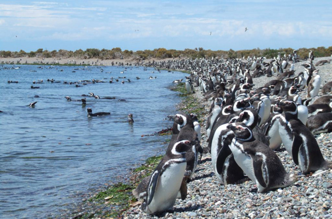 Puerto Madryn Punta Tombo Pingvin Koloni 03