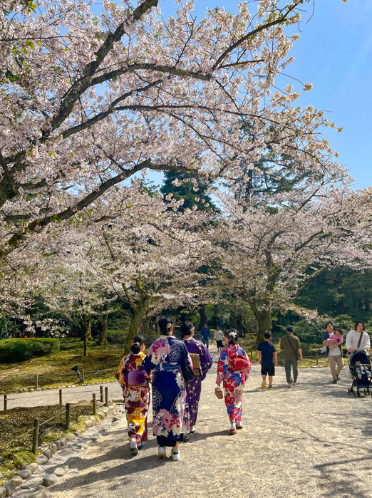 Sakura Kvinder I Traditionel Dragt