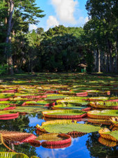 Pamplemousses Boticanal Gardens