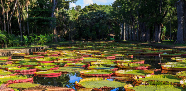 Pamplemousses Boticanal Gardens