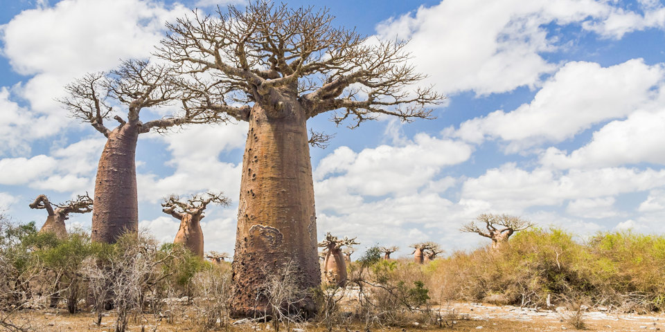 Baobab Tørt Område