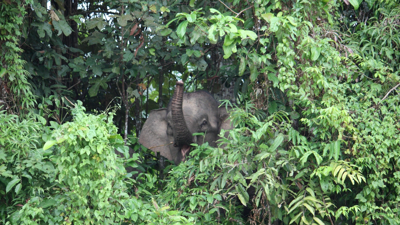Sukau Rainforest Lodge_elefant_02
