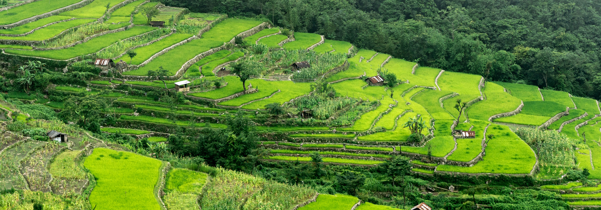 India Nagaland Terrace Paddy Fields