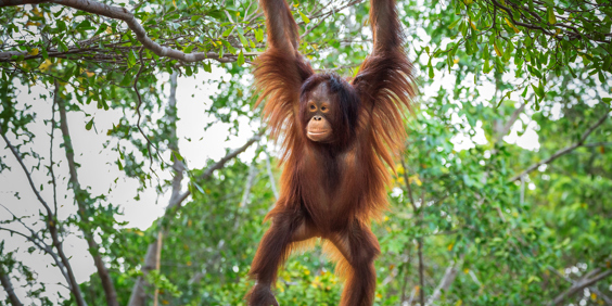 borneo_orangutang_08