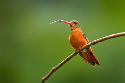 Carara National Park Getty1249802416