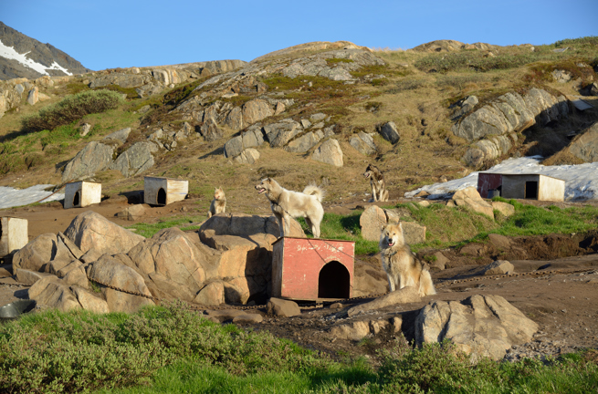 Sisimiut_slædehunde_03