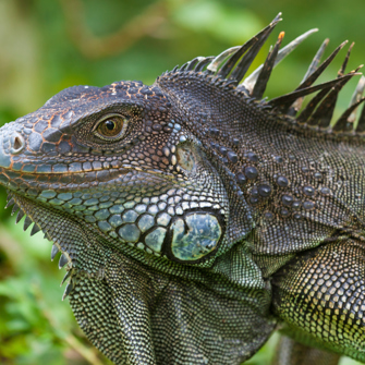 Kekoldi Reservat Grøn Leguan 01