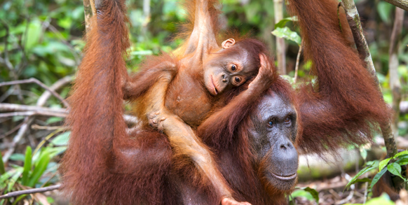 Orangutanger i Sepilok